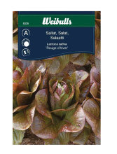 Salat 'Rouge d'hiver'